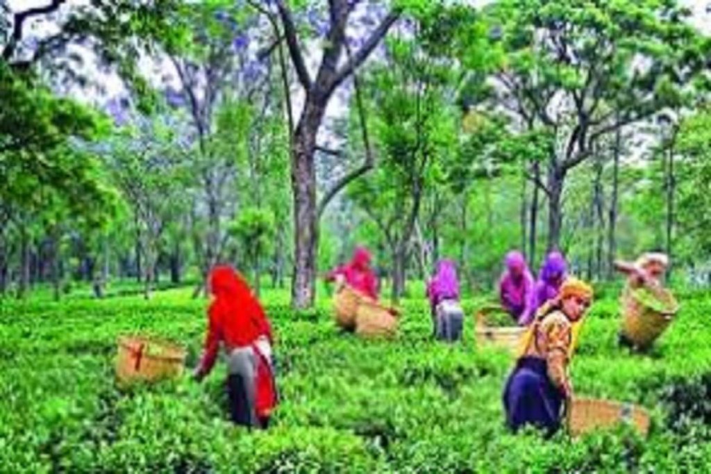 Palampur, Himachal Pradesh