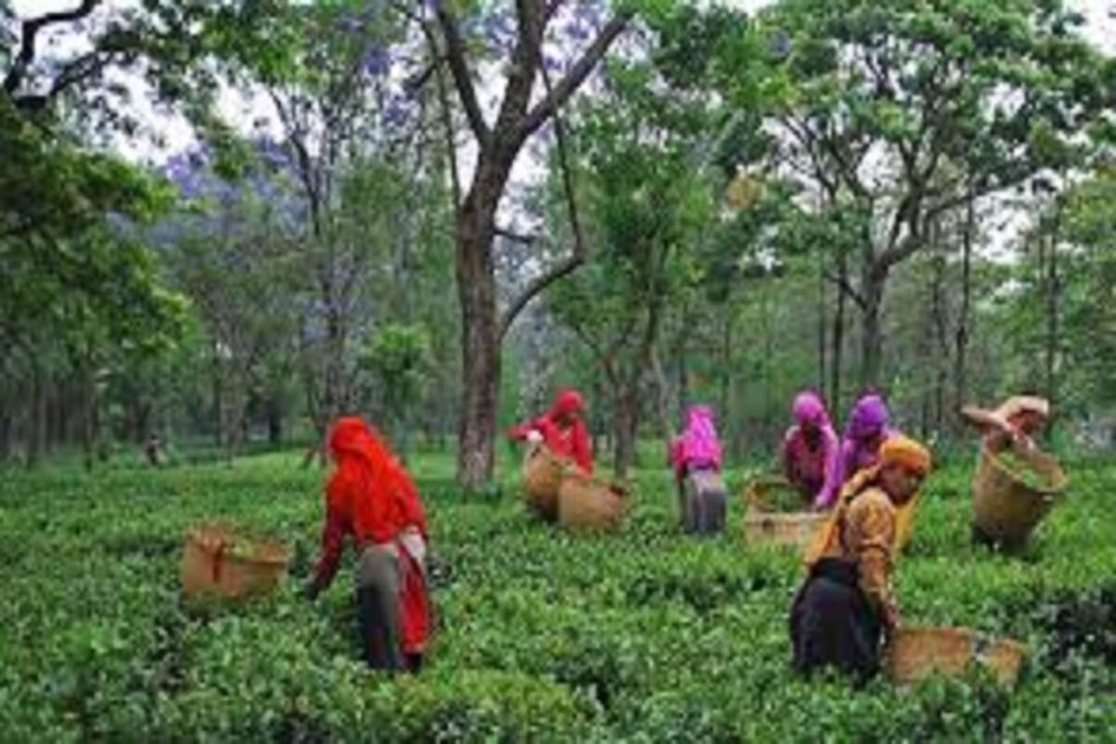 Palampur Tea Garden, Himachal Pradesh