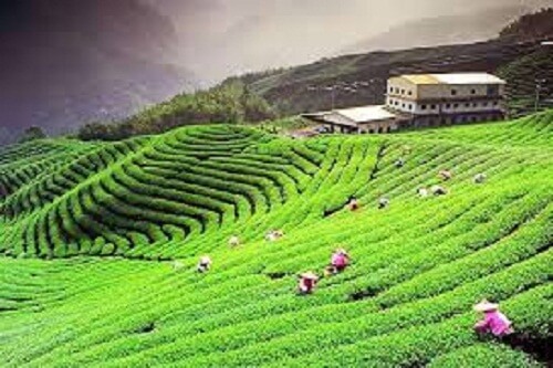 Palampur Tea Plantation