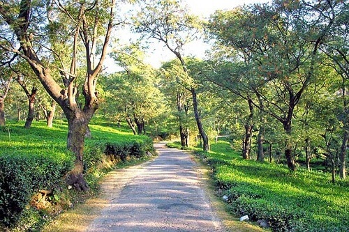 Tea Garden, Palampur, Dharamshala